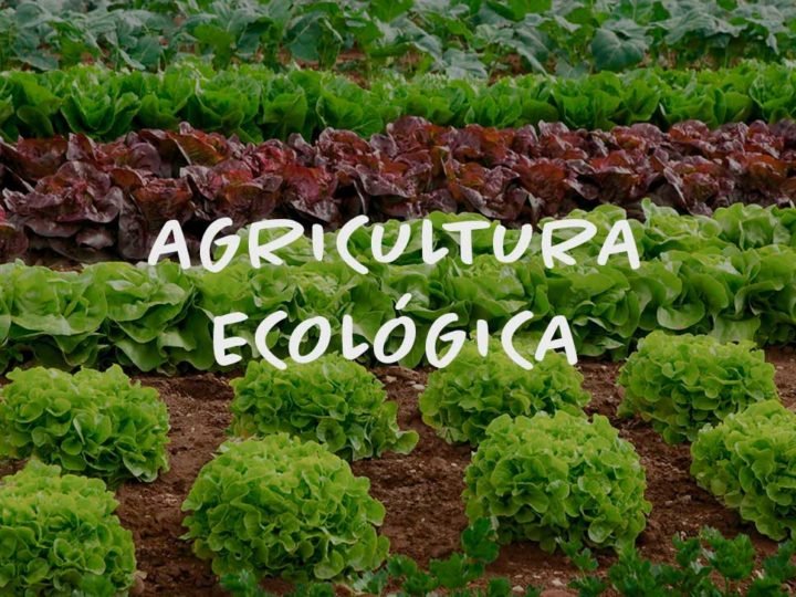 Agricultura ecológica